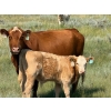 Image 10 : Justin & Kryston Tateson - 750# December Delivery Weaned Steers - 83 Head (Scandia, AB)