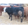 Image 7 : Ranahan Ranch - 975# February Delivery Open Heifers - 38 Head (Wapella, SK)