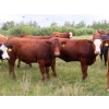 Image 10 : Taylor Enterprises Inc. - 925# September Grass Heifers - 66 Head (Wawota, SK)