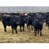 Image 2 : Hegedys Ranching - 825# January Weaned Steers - 300 Head (Acme, AB)