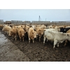 Image 4 : Ripple Rock Ranch - 840# January Delivery Steers - 108 Head (Fincastle, AB)
