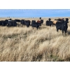 Image 1 : Block's Ranching Ltd. - 760# November Grass Steers - 71 Head (Abbey, SK)