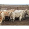 Image 7 : Cluny Colony - 806# November Weaned Heifers - 65 Head (Cluny, AB) 