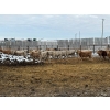 Image 9 : Lowe Ranches - 584# December Delivery Weaned Heifers - 92 Head (Nanton, AB)