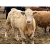 Image 6 : Justin Tateson - 925# March Delivery Steers - 68 Head (Scandia, AB)