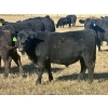 Image 10 : Baintree Angus - 625# November Delivery Steer Calves - 70 Head (Sundre, AB)