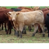 Image 6 : Ranahan Ranch - 950# June Delivery Steers - 65 Head (Whitewood, SK)