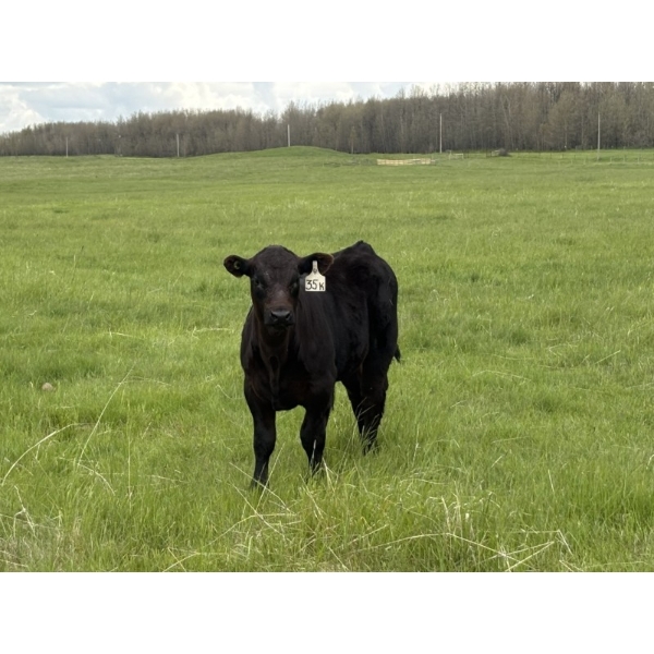 Box T Ranch - 560# October Delivery Steer Calves - 50 Head (Yeoford, AB)