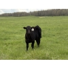 Image 1 : Box T Ranch - 560# October Delivery Steer Calves - 50 Head (Yeoford, AB)