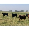 Image 2 : Broken Link Ranches - 1050# September Delivery Grass Steers - 220 Head (Ponoka, AB)