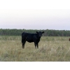 Image 6 : Tribar Ranching Co. - 450# Oct/Nov Delivery Steer Calves - 110 Head (Steep Rock, MB)