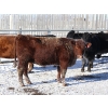 Image 3 : Right Cross Ranch - 1175# Open Cows - 23 Head (Kisbey, SK)