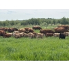 Image 6 : Franklin Cattle Co. - 650# November Delivery Steer Calves - 275 Head (Marwayne, AB)