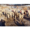 Image 3 : Munro Farms - 980# March Delivery Steers - 140 Head (Kelwood, MB)