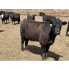 Image 14 : Lone Star Cattle Co. - 980# June Delivery Heifers - 260 Head (Strathmore, AB)