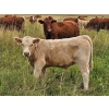J&E Farms Ltd. - 650# November Delivery Steer Calves - 80 Head (Tilley, AB)