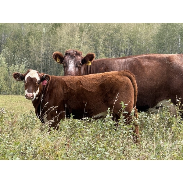 FM Livestock / Anchor P Farms - 720# November Delivery Steer Calves - 85 Head (Bentley, AB)