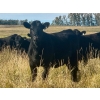 Image 11 : Valley View Ranch - 950# October Delivery Grass Heifers - 150 Head (Strathmore, AB)