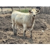 Image 5 : Birch Island Land & Cattle - 1075# July Delivery Heifers - 57 Head (Rhein, SK)