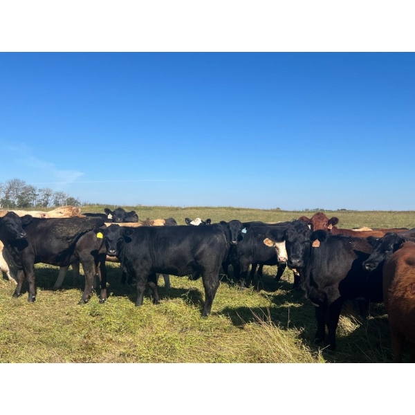Wolverine Cattle Co. - 935# September Delivery Grass Heifers - 205 Head (Guernsey, SK)