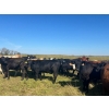 Image 1 : Wolverine Cattle Co. - 935# September Delivery Grass Heifers - 205 Head (Guernsey, SK)