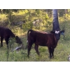 Image 2 : Cutting Edge/Holtry Creek - 540# November Delivery Heifer Calves - 110 Head (100 Mile House, BC)