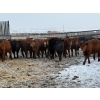 Image 5 : Church Ranches - 688# March Delivery Heifers - 47 Head (Cochrane, AB)