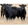 Image 4 : Kyle Torkelson - 25 Black Angus April/May Calving Bred Heifers (Millicent, AB)