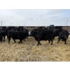 Image 4 : 9 Bar Ranch - 850# February Delivery Steers - 140 Head (Taber, AB) VBP+