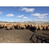 Image 3 : Williamson Farms - 922# April Delivery Heifers - 250 Head (Bow City, AB)