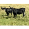 Image 10 : John Bland - 860# September Grass Heifers - 125 Head (Rimbey, AB)