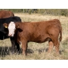 Image 4 : Jason & Melissa Smith - 610# October Delivery Heifer Calves - 50 Head (Eckville, AB)