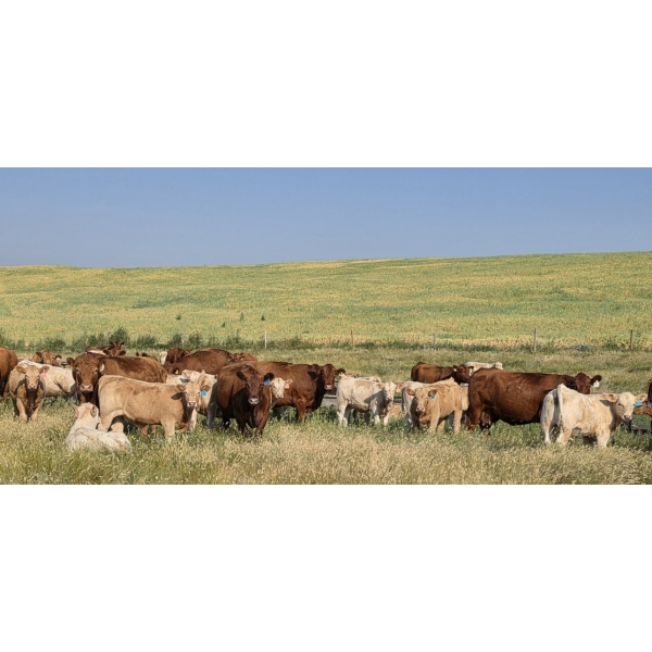 Downie Lake Colony - 670# September Delivery Steer Calves - 230 Head (Maple Creek, SK)