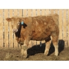Image 9 : Douglass Agro - 715# March Delivery Heifers - 175 Head (Gem, AB)