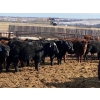 Image 6 : Ron Billings - 825# March Delivery Steers - 70 Head (Sundre, AB)