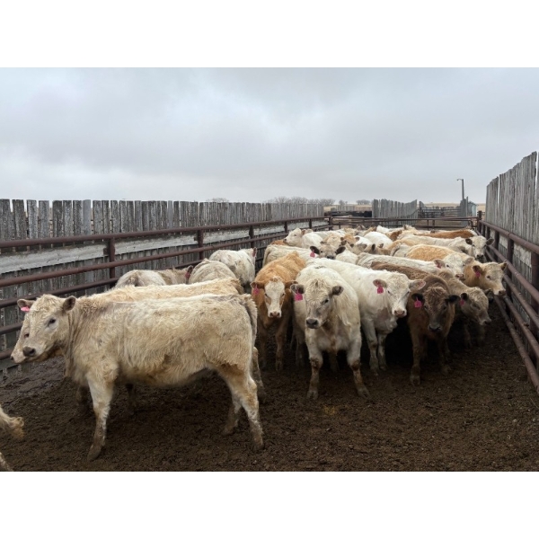 Larry Konschuk - 900# April/May Delivery Heifers - 92 Head (Crossfield, AB)