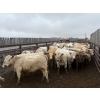 Image 1 : Larry Konschuk - 900# April/May Delivery Heifers - 92 Head (Crossfield, AB)