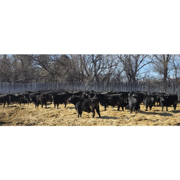 GDS Enterprises Ltd. - 890# February Delivery Steers - 120 Head (Burstall, SK)