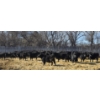 Image 1 : GDS Enterprises Ltd. - 890# February Delivery Steers - 120 Head (Burstall, SK)