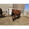 Image 3 : Guy Fukuda - 1 Hereford Pair