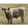 Image 2 : Justin & Kryston Tateson - 750# December Delivery Weaned Steers - 83 Head (Scandia, AB)