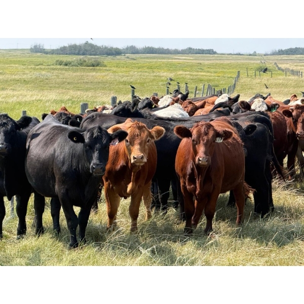 Riverbend Ranch - 850# October Delivery Grass Heifers - 120 Head (Coronation, AB)