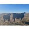 Image 2 : Dalrymple Enterprises Ltd. - 650# October Steer Calves - 192 Head (Elie, MB)
