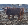 Image 13 : Dallas & Janelle Kapeller - 611# January Delivery Steers - 92 Head (Beechy, SK) VBP+