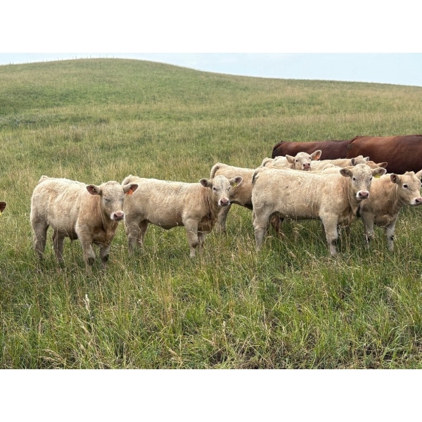 Lohse Farm & Ranch Ltd. - 675# October Delivery Steer Calves - 80 Head (Beaubier, SK)