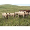 Image 1 : Lohse Farm & Ranch Ltd. - 675# October Delivery Steer Calves - 80 Head (Beaubier, SK)