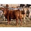 Image 12 : Stahlville Colony - 960# January Delivery Heifers - 81 Head (Rockyford, AB)