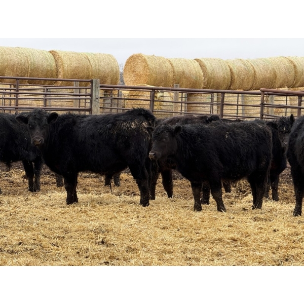 Michael Jennings - 515# April Delivery Bulls - 43 Head (Condor, AB)