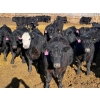 Image 2 : Rob Mossey - 925# March Delivery Steers - 67 Head (Vauxhall, AB)