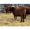 Image 1 : Fox Cattle Co. - 8 Bred Heifers (Pen 439)